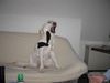 Labrador Retriever Foto: ...ich mach mal auf wildes Tier ! (ID 40797) Labrador Retriever Hund