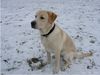 Labrador Retriever Foto: Mein Hundi (ID 10542) Labrador Retriever Hund