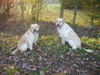 Labrador Retriever Foto: Vater und Tochter (ID 30395) Labrador Retriever Hund