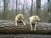 Labrador Retriever Foto: So ists richtig nicht schummeln !!! (ID 35364) Labrador Retriever Hund