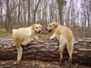 Labrador Retriever Foto: Schummeln muss jeder mal :) (ID 35363) Labrador Retriever Hund