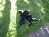 Labrador Retriever Hund