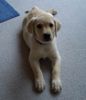 Labrador Retriever Foto: Unsere Luna (ID 18269) Labrador Retriever Hund