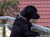 Labrador Retriever Foto: der Vorwitz blagt ihn mal wieder ;O) (ID 36311) Labrador Retriever Hund
