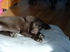 Labrador Retriever Foto: Bobby (Labby-dt. Langhaar-Mix) 12 Wochen (ID 10824) Labrador Retriever Hund