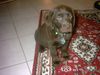 Labrador Retriever Hund