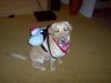 Labrador Retriever Hund