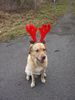 Labrador Retriever Foto: Nestor der Weihnachts-Elch (ID 23037) Labrador Retriever Hund