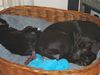 Labrador Retriever Foto: Raus du dummer Kater das ist mein Korb (ID 18190) Labrador Retriever Hund