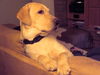 Labrador Retriever Foto: Nero (ID 30153) Labrador Retriever Hund