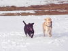 Labrador Retriever Foto: nero jit seiner Freundin Jeanny beim Dummy-Training (ID 30151) Labrador Retriever Hund
