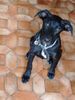 Labrador Retriever Hund