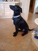 Labrador Retriever Hund