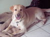 Labrador Retriever Foto: Nero (ID 30218) Labrador Retriever Hund