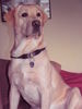 Labrador Retriever Foto: Na, wer läuft denn da am Haus vorbei?? (ID 32014) Labrador Retriever Hund