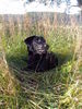 Labrador Retriever Foto (ID 34121) Labrador Retriever Hund