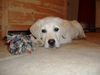 Labrador Retriever Foto: Bagira (ID 8510) Labrador Retriever Hund