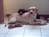 Labrador Retriever Foto: Schoko-Luna mit Nero beim schmusen (ID 30152) Labrador Retriever Hund