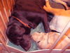 Labrador Retriever Foto: selbst in der Wurfkiste wird zusammen geschlummert (ID 32450) Labrador Retriever Hund