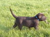 Labrador Retriever Foto: Unser Ayco (ID 33907) Labrador Retriever Hund