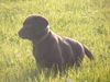 Labrador Retriever Foto: Unser Apollo (ID 33908) Labrador Retriever Hund