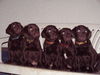 Labrador Retriever Foto: Unsere Welpen (ID 33909) Labrador Retriever Hund