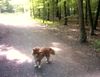 Labrador Retriever Foto: Das ist ein Nova Scotia Duck Tolling Retriever (ID 6592) Labrador Retriever Hund