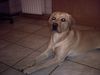 Labrador Retriever Foto: Chef Max! (ID 20309) Labrador Retriever Hund