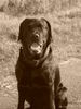 Labrador Retriever Foto: Unser * DICKER * (ID 35873) Labrador Retriever Hund