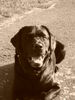 Labrador Retriever Foto: unser *Dicker* die 2te... (ID 35904) Labrador Retriever Hund