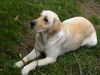 Labrador Retriever Foto: Joyce, die kleene Zuckerschnute (ID 31637) Labrador Retriever Hund
