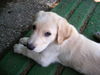 Labrador Retriever Foto: Balou, Knapp 9 Wo. Labrador-Retriever-Hovawart-Mischling (ID 28740) Labrador Retriever Hund