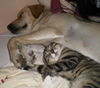 Labrador Retriever Foto: Unsere Sky mit ihrem Freund Gismo (ID 40524) Labrador Retriever Hund