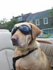 Labrador Retriever Foto: Ladyblue: (ID 31987) Labrador Retriever Hund