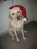 Labrador Retriever Foto: Weihnachtsjana :o) (ID 37362) Labrador Retriever Hund