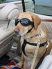 Labrador Retriever Foto: Ladyblue/ 04.06.2006 (ID 31989) Labrador Retriever Hund