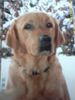 Labrador Retriever Foto: Das ist Buffy mein Labrador Retriever (ID 23901) Labrador Retriever Hund