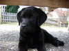Labrador Retriever Foto: Unsere Caro mit 10 Wochen (ID 41788) Labrador Retriever Hund