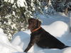 Labrador Retriever Foto: Aron der Schneekönig (ID 28570) Labrador Retriever Hund