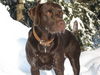 Labrador Retriever Foto: toller schnee (ID 28569) Labrador Retriever Hund
