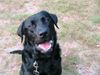 Labrador Retriever Hund