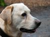 Labrador Retriever Foto: Franjo portrait (ID 28934) Labrador Retriever Hund