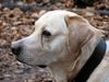 Labrador Retriever Foto: Franjo portrait (ID 28935) Labrador Retriever Hund