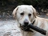 Labrador Retriever Foto: Franjo portrait (ID 28936) Labrador Retriever Hund