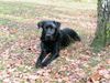 Labrador Retriever Hund