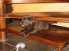 Labrador Retriever Hund
