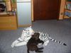 Labrador Retriever Hund