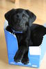 Labrador Retriever Foto: Coco 3 Monate alt (ID 40775) Labrador Retriever Hund