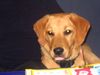 Labrador Retriever Hund