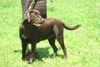 Labrador Retriever Hund